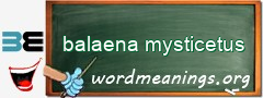 WordMeaning blackboard for balaena mysticetus